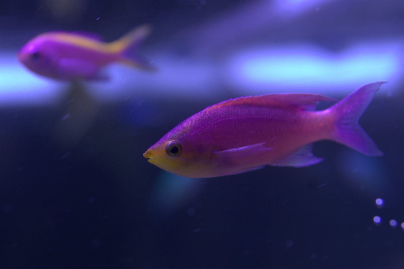 Square Spot Anthias (Pseudanthias pleurotaenia), 2025-08-23