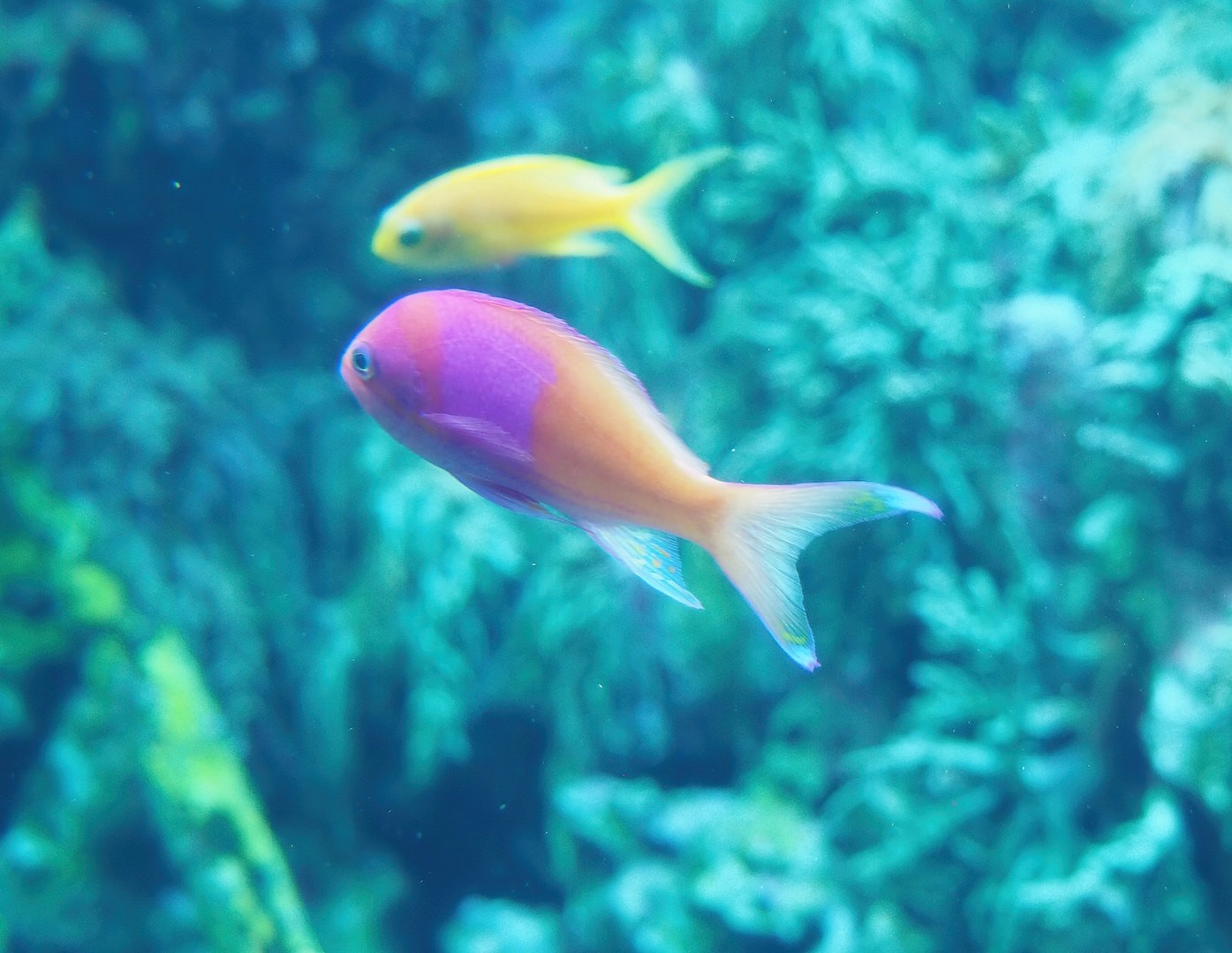 Square-spot fairy basslet (Pseudanthias pleurotaenia), 2022-09-04