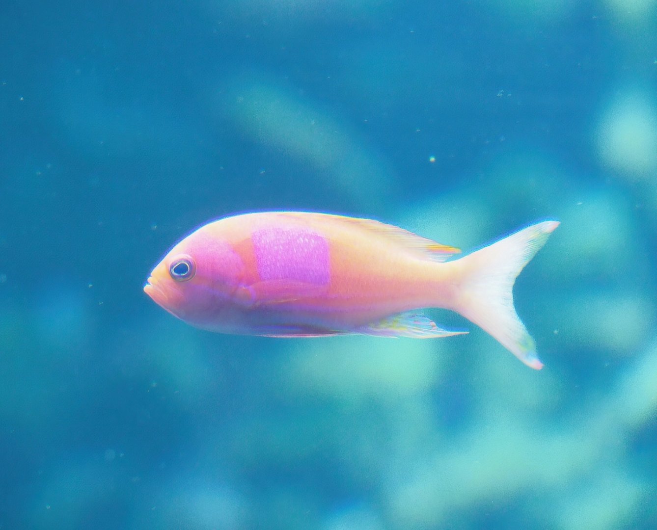 Square-spot fairy basslet (Pseudanthias pleurotaenia), 2023-07-22
