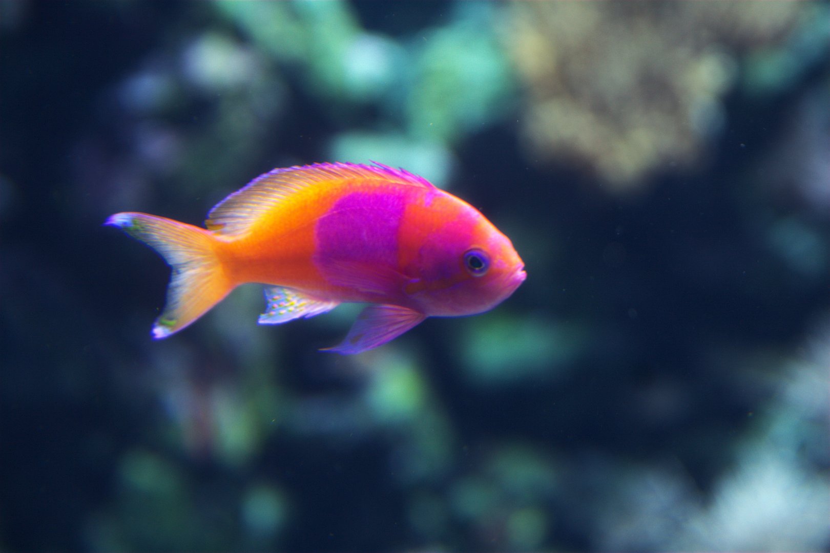 Square-spot Fairy Basslet (Pseudanthias pleurotaenia)