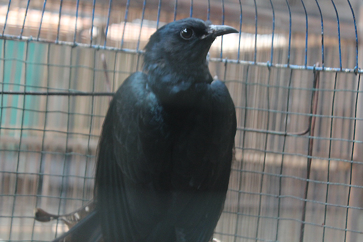 Square-tailed drongo-cuckoo (Surniculus lugubris lugubris)