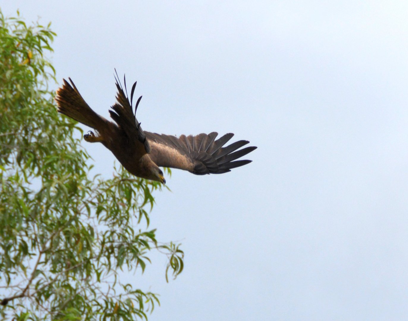 Square-tailed kite