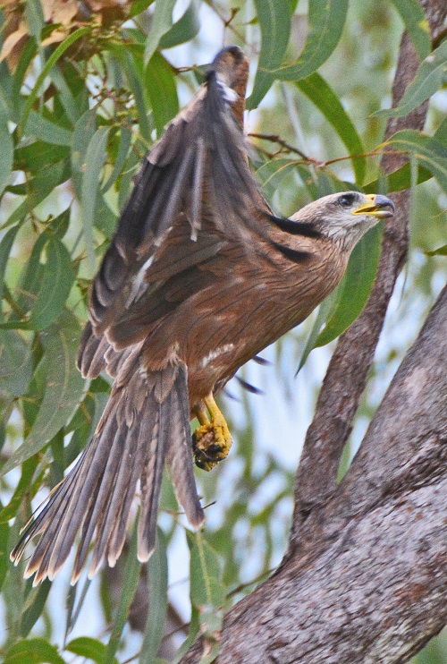 Square-tailed kite.