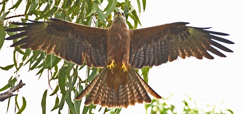Square-tailed kite