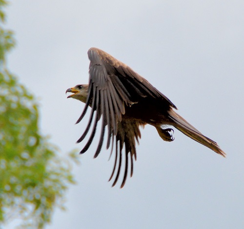 Square-tailed kite