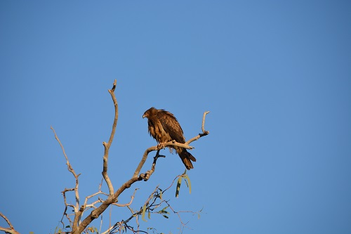 Square-tailed kite