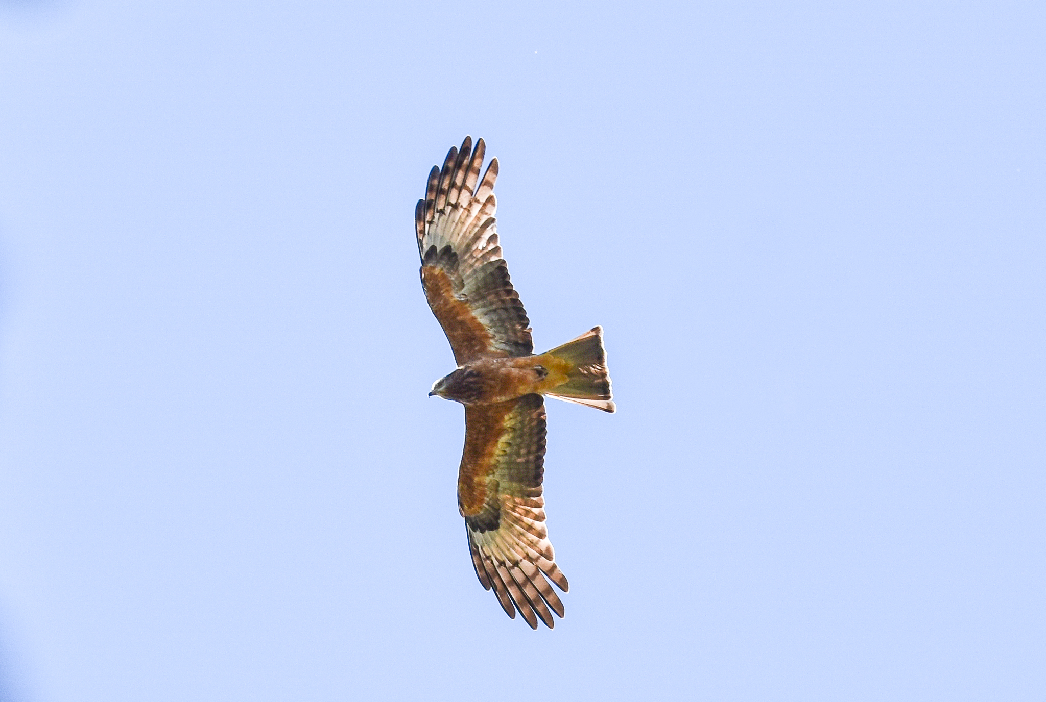 Square-tailed Kite