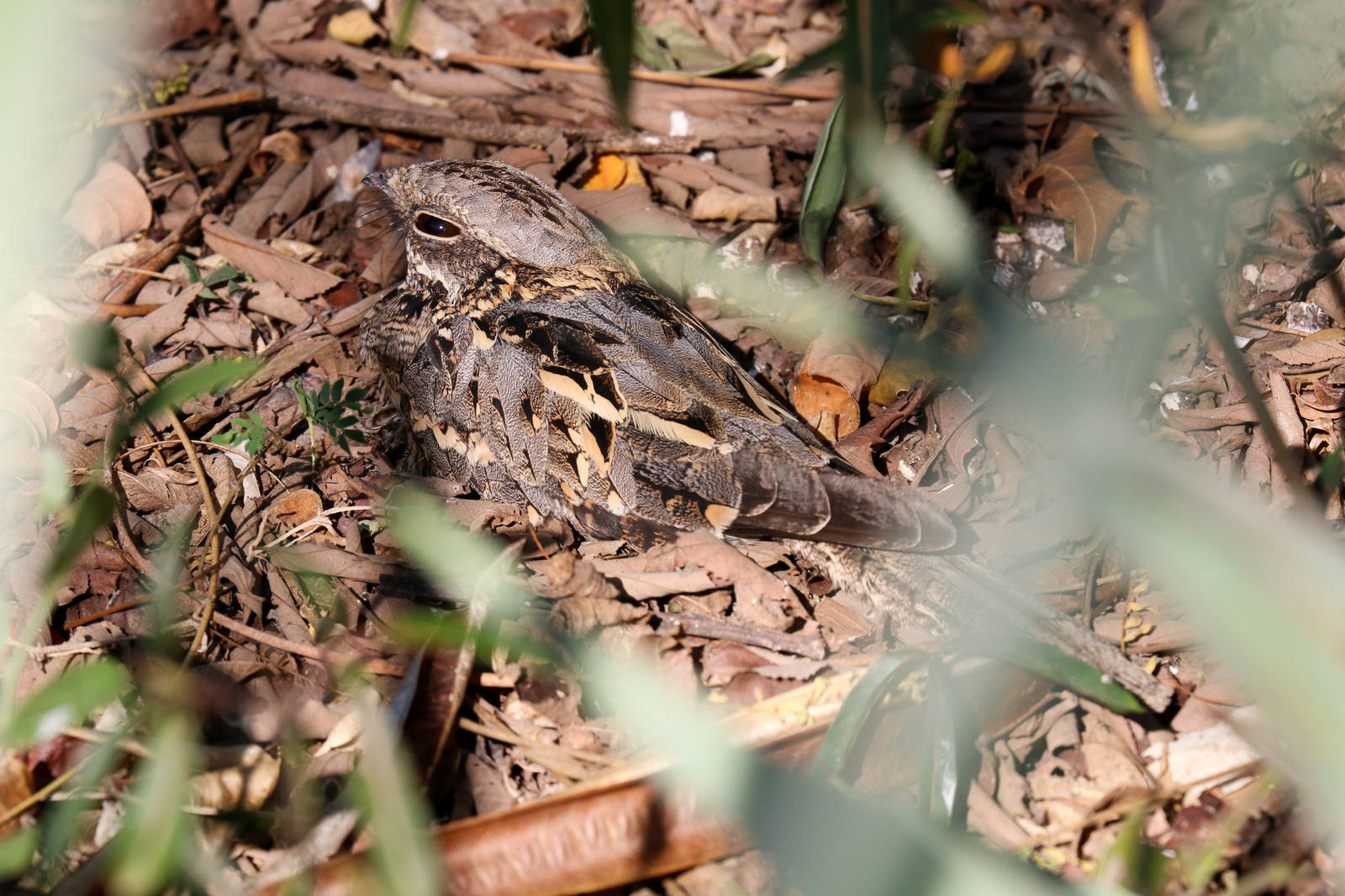 Square-tailed Nightjar male