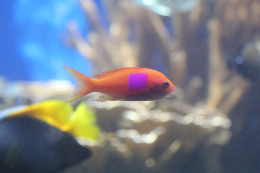 Squareblock Anthias