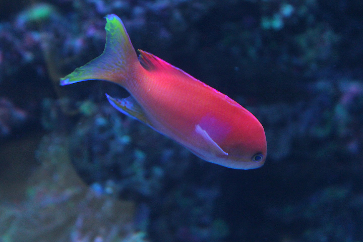 Squarespot anthias (Pseudanthias pleurotaenia) - Suraloka Interactive Zoo