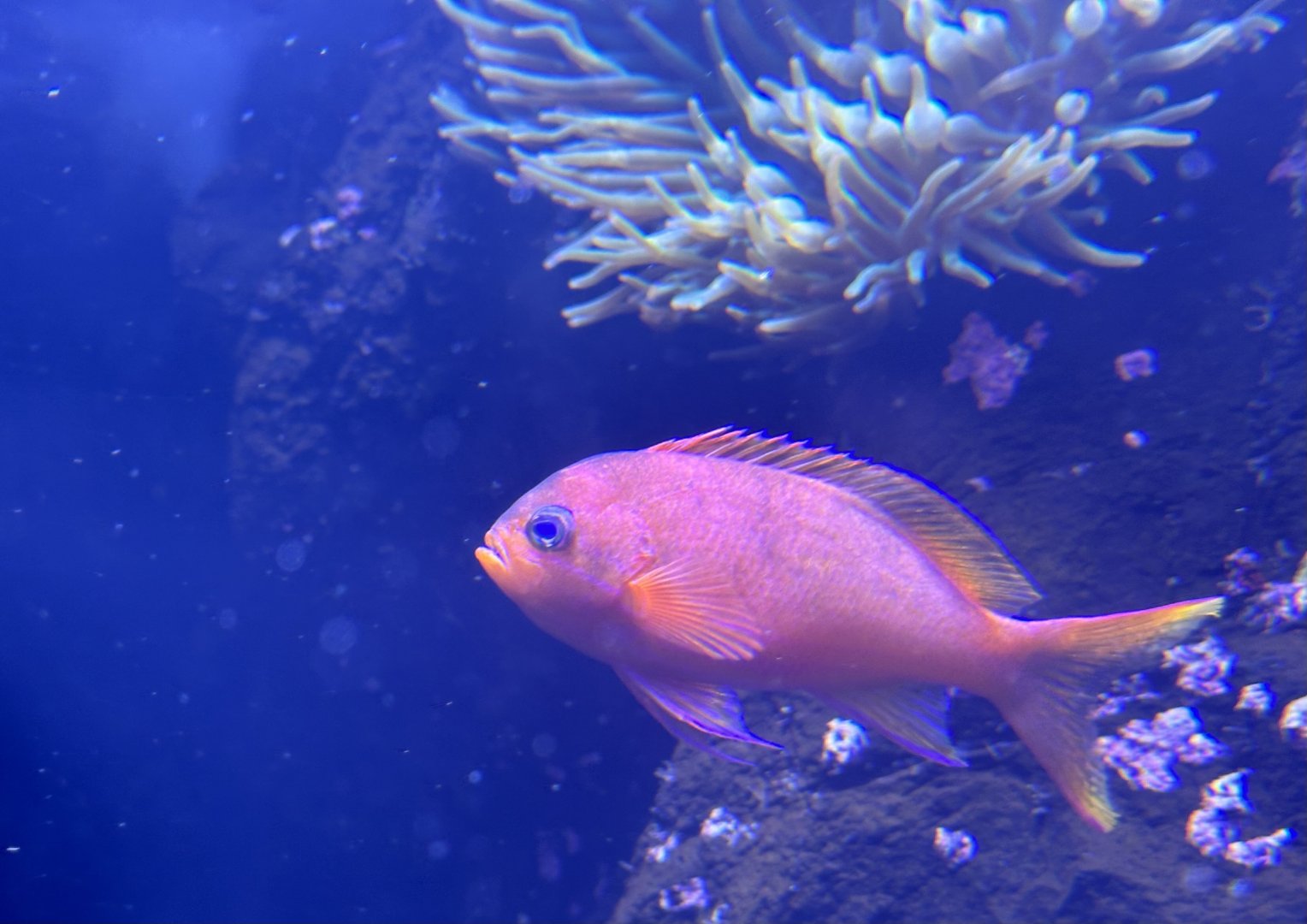Squarespot anthias (Pseudanthias pleurotaenia)