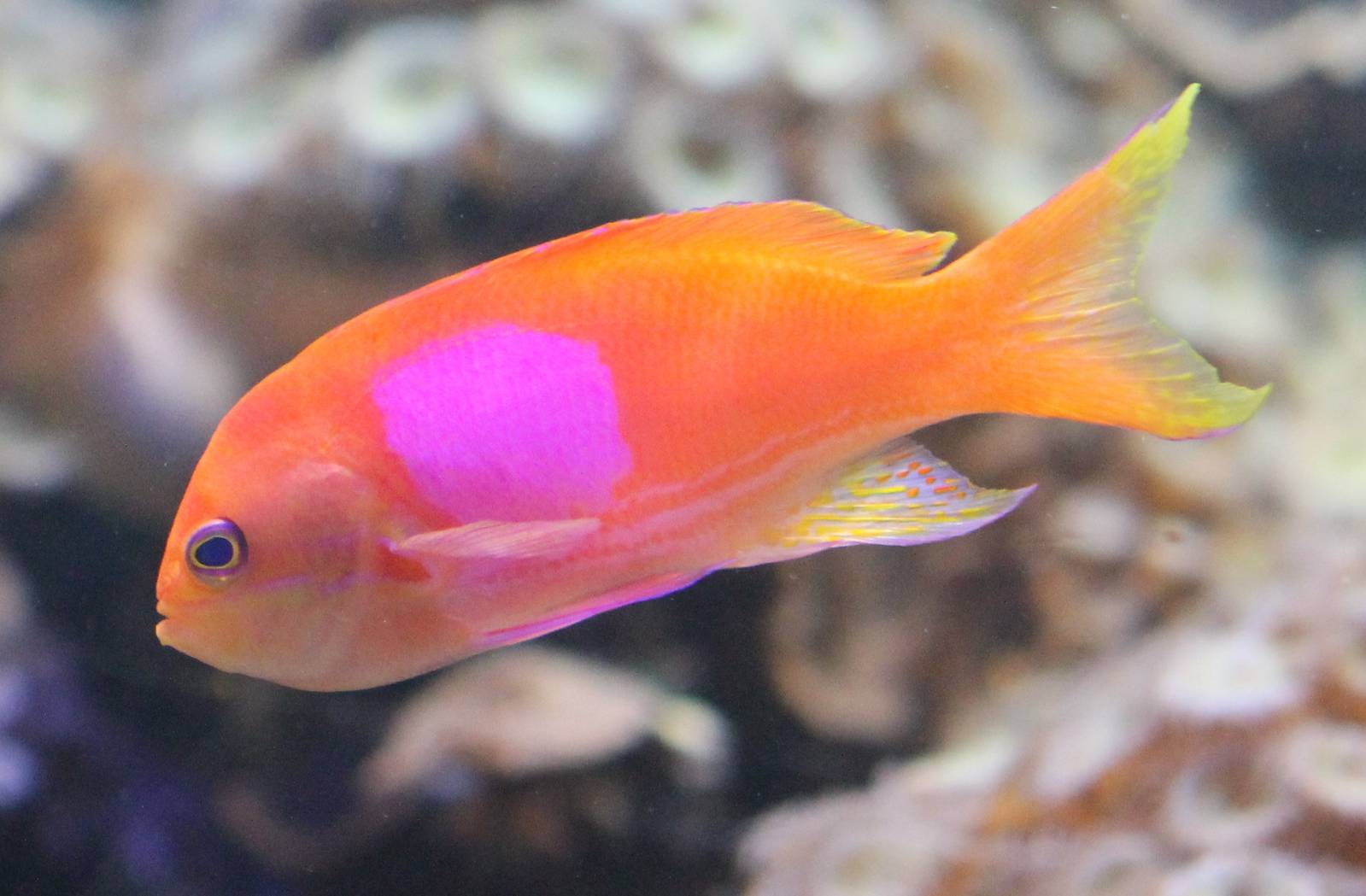 Squarespot anthias