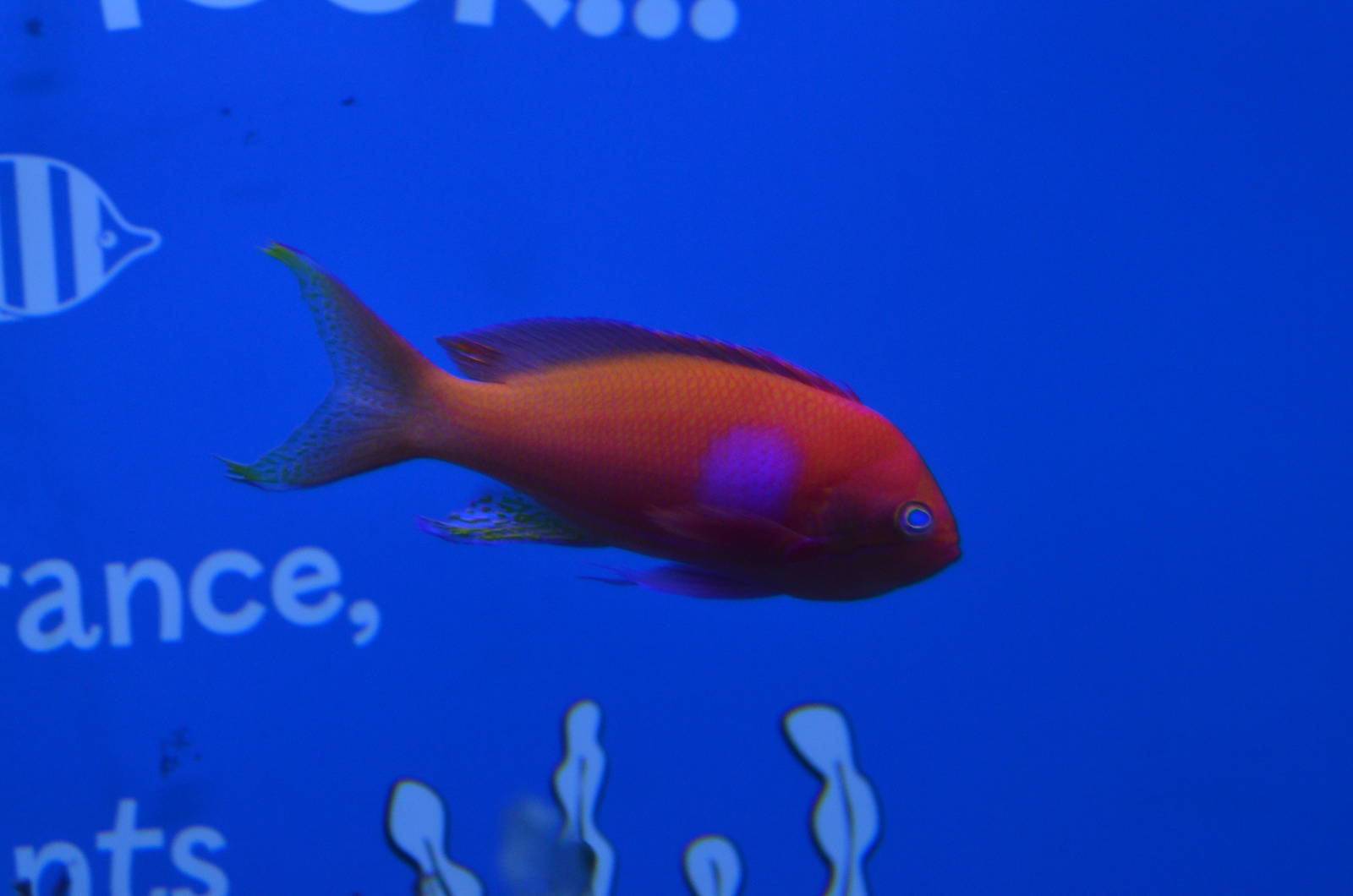 Squarespot anthias