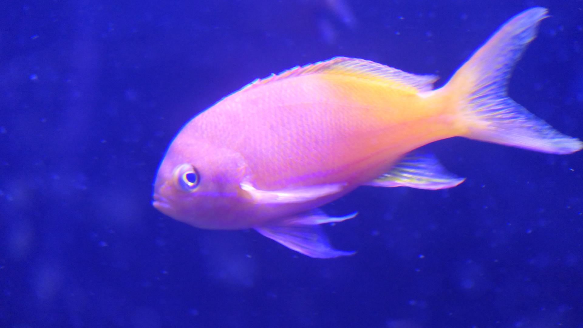 Squarespot Anthias