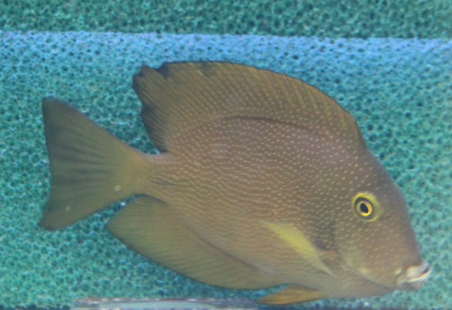 Squaretail bristletooth - Ctenochaetus truncatus