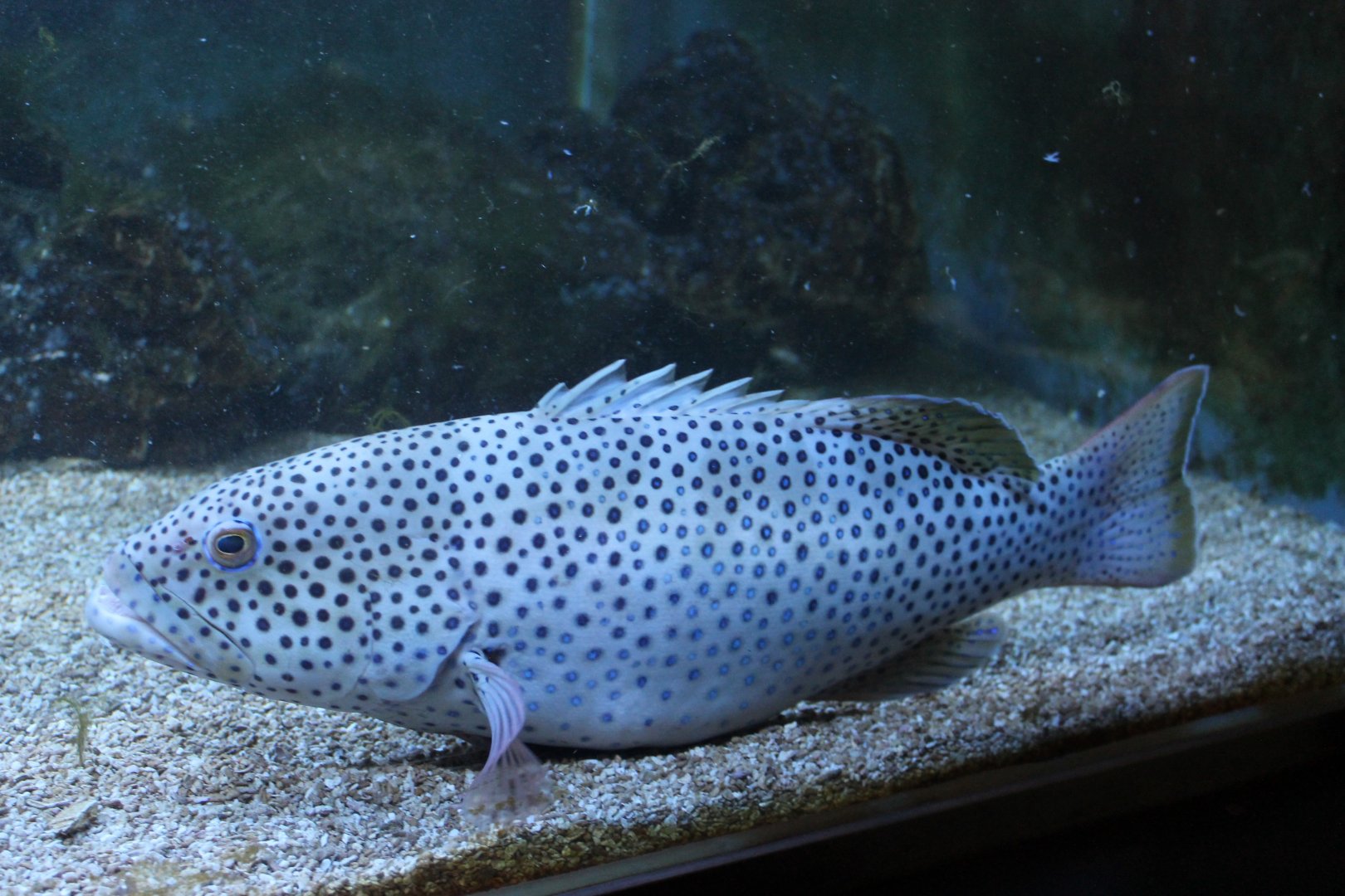 Squaretail coral-grouper - Plectropomus areolatus