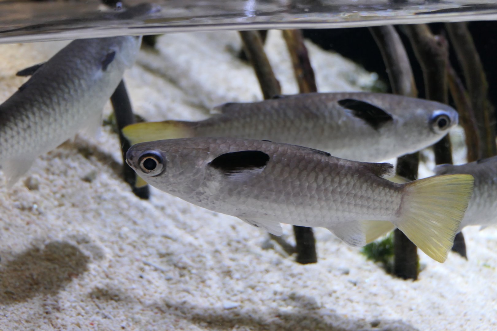 Squaretail Mullet (Ellochelon vaigiensis) - Uozu Aquarium