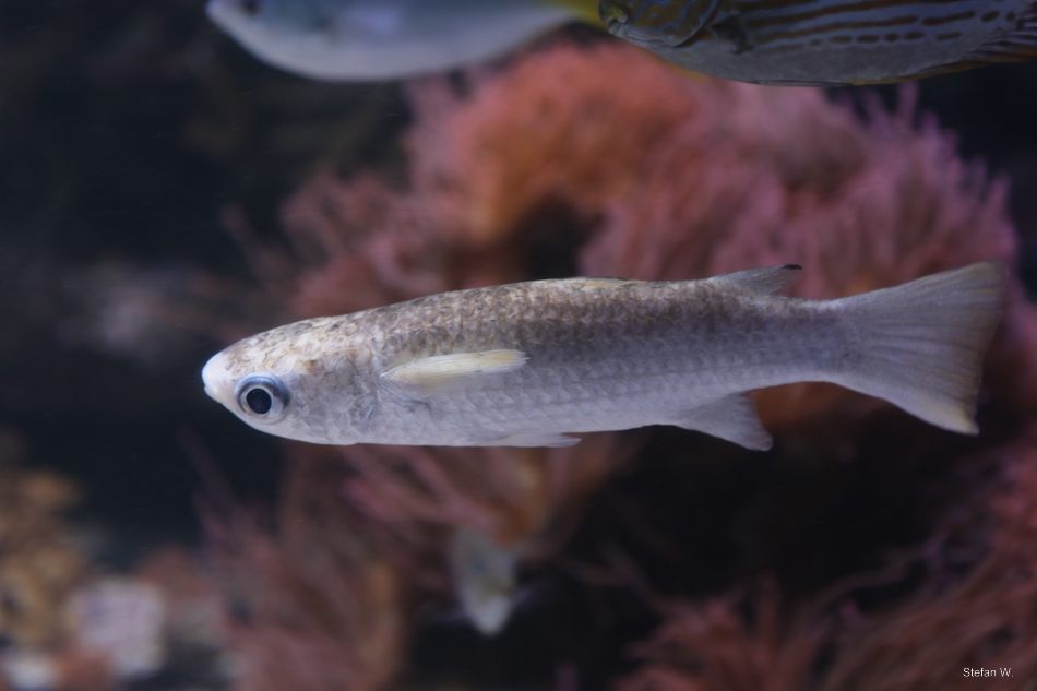 Squaretail mullet (Ellochelon vaigiensis)