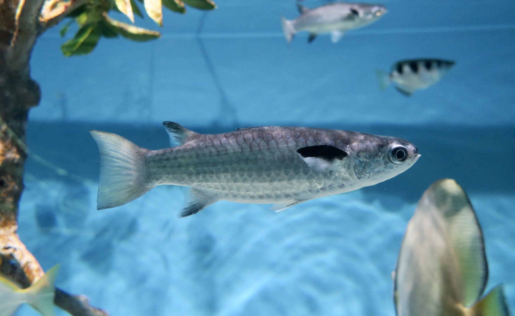Squaretail Mullet (Ellochelon vaigiensis)