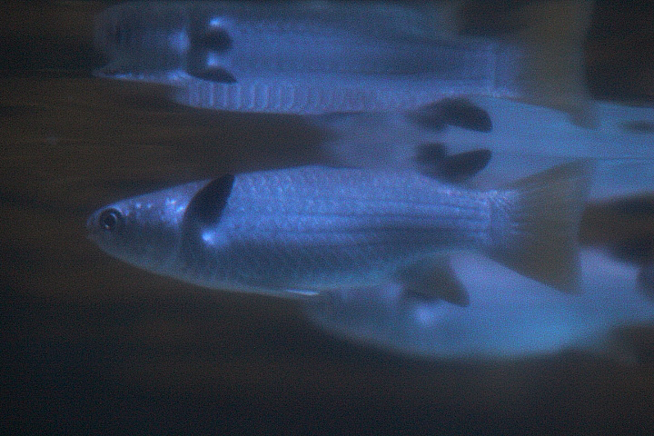 Squaretail mullet (Ellochelon vaigiensis)