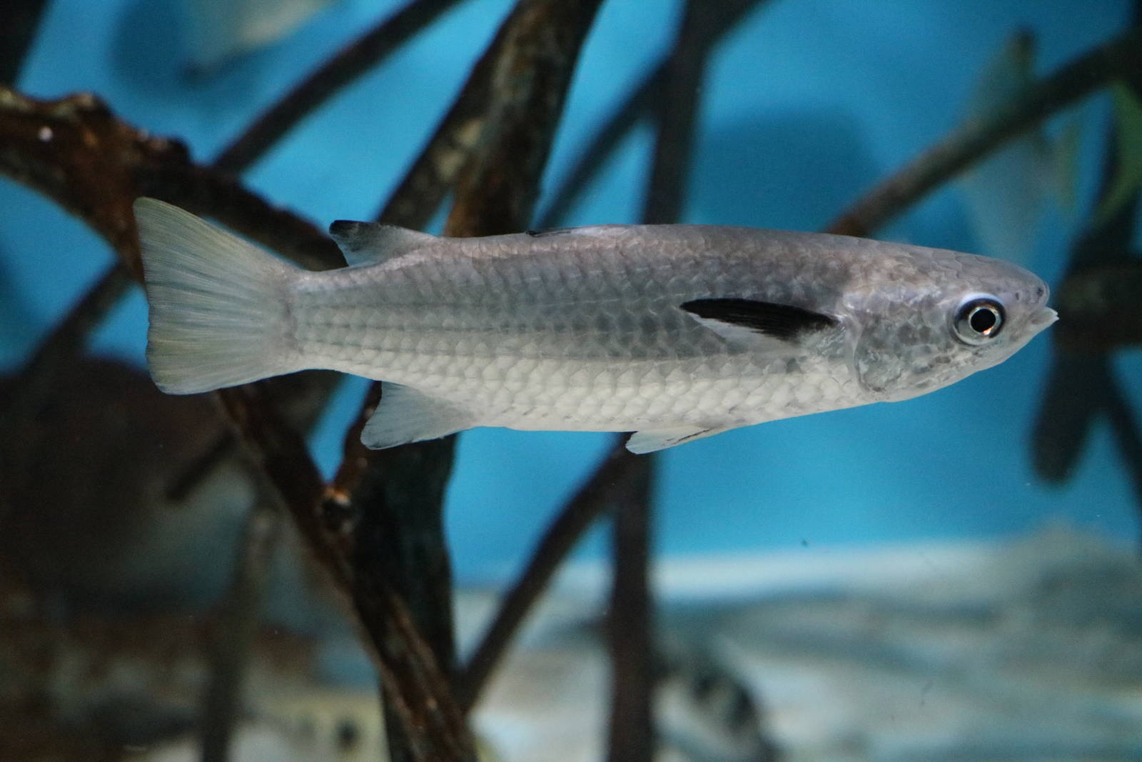 Squaretail mullet - Sunshine Aquarium Tokyo, February 2016