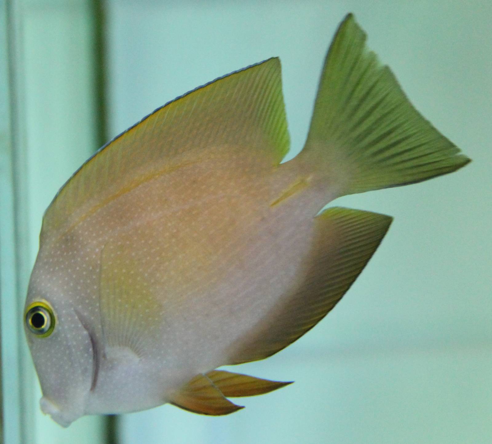 Squaretailed Bristletooth (Ctenochaetus truncatus)