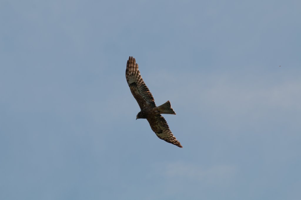 Squaretailed Kite