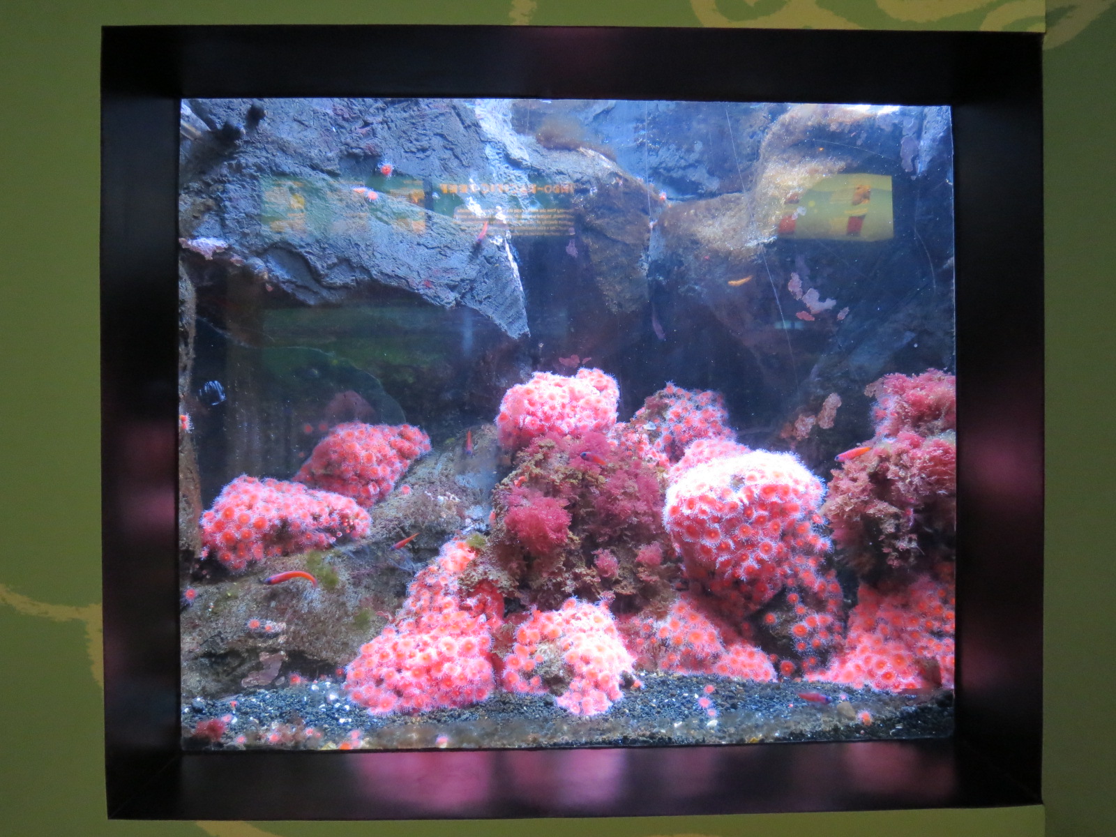 Squat Lobster and Strawberry Anemone Exhibit