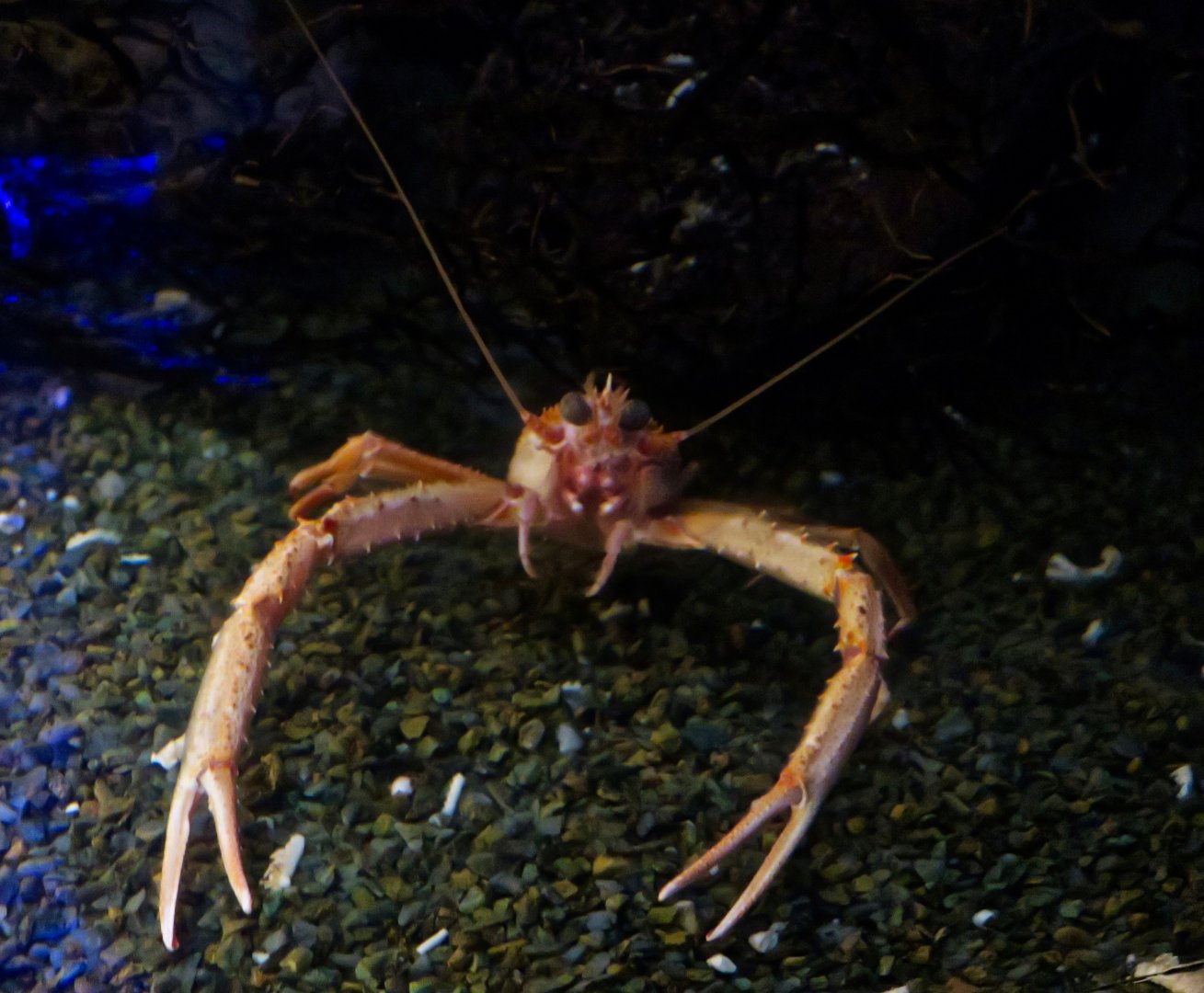 Squat Lobster (Cervimunida princeps)