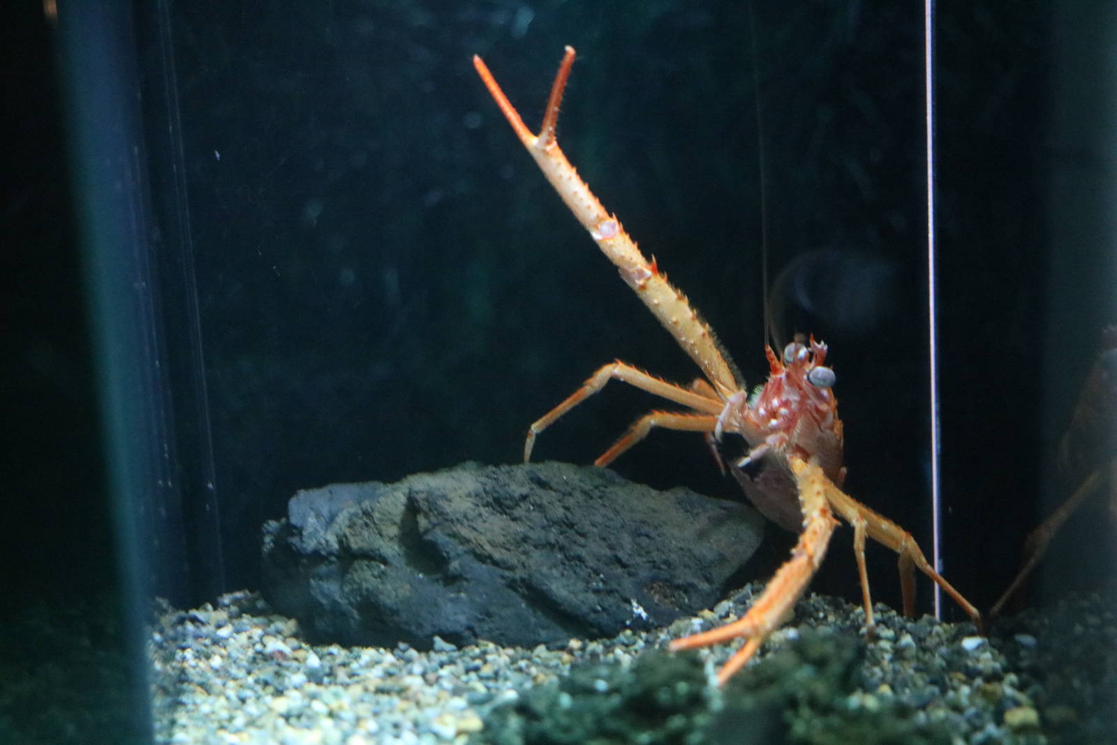 Squat lobster, February 2016