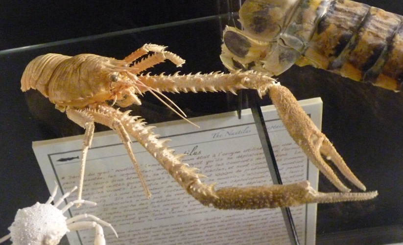 Squat lobster (Galatheidae) for ID????