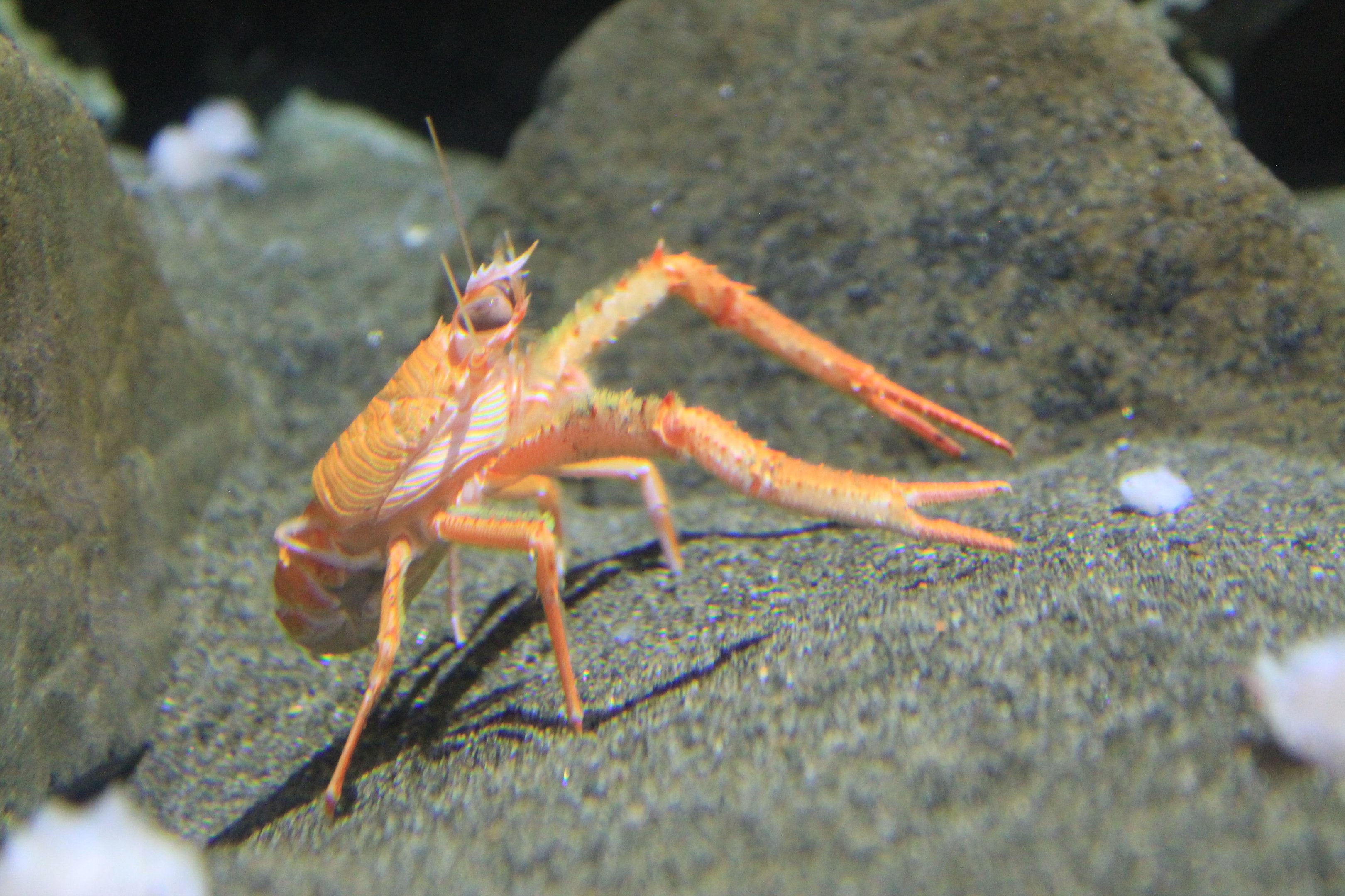 Squat Lobster (Grimothea princeps)