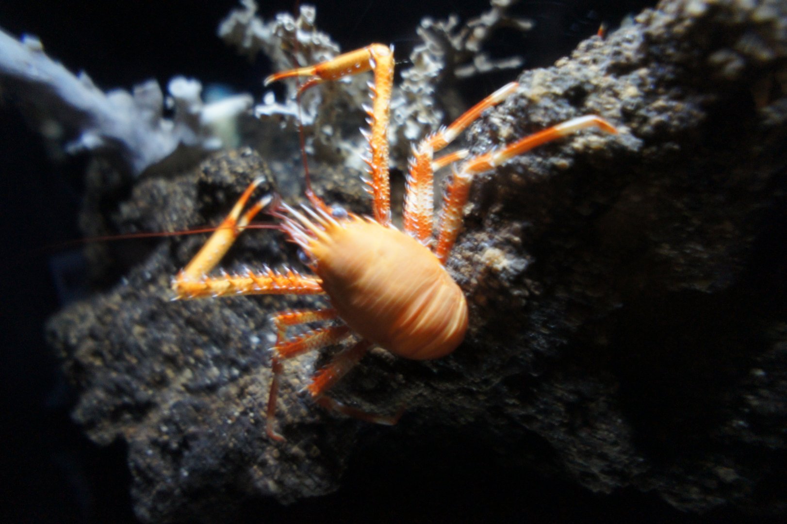 Squat Lobster