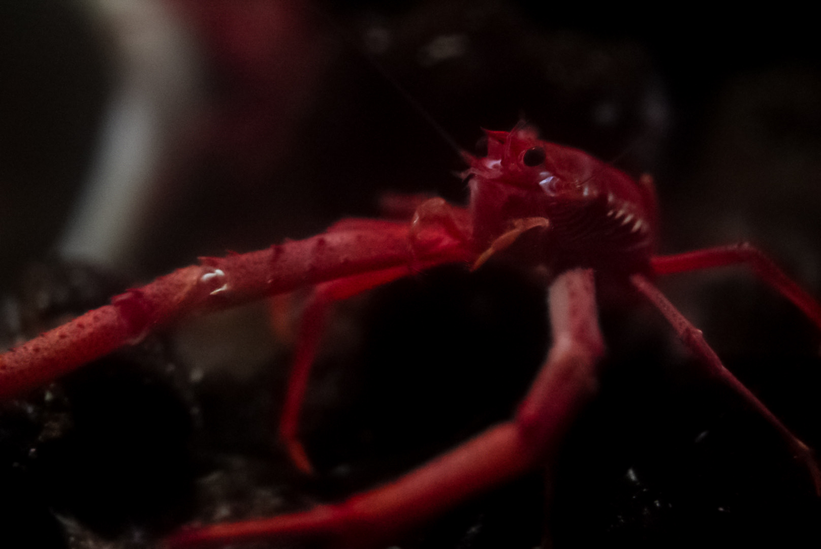 Squat Lobster