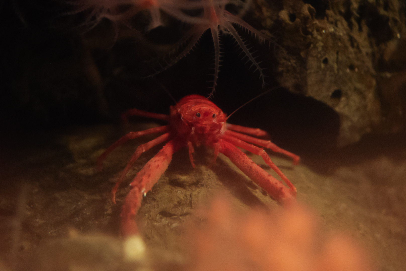 Squat Lobster