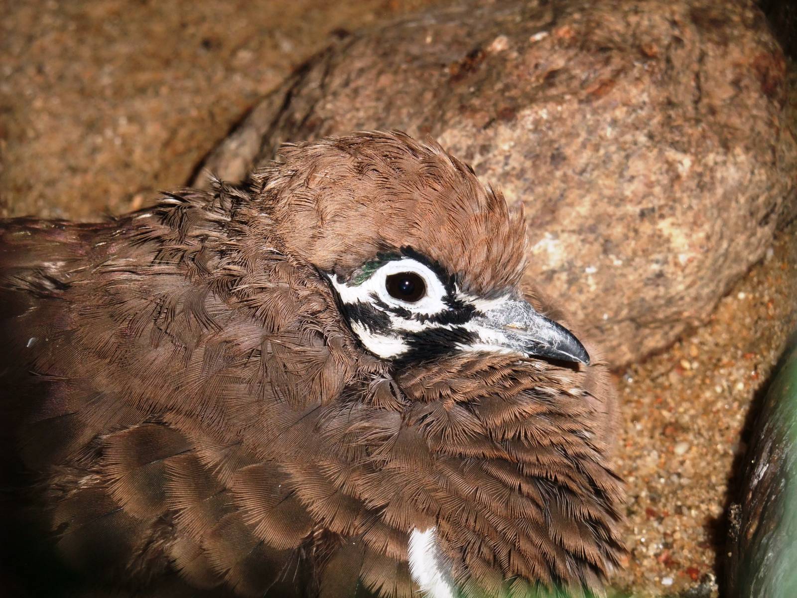 Squatter Pigeon at Walsrode, 22/03/13