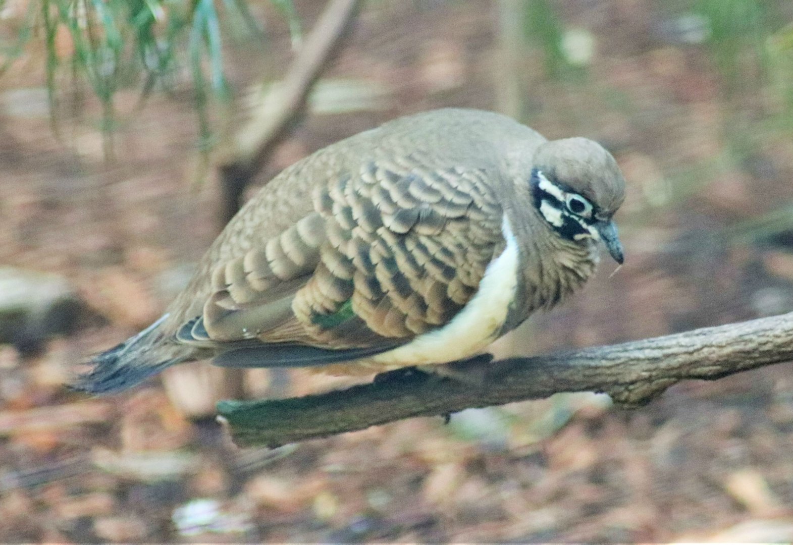 Squatter Pigeon (Geophaps scripta)