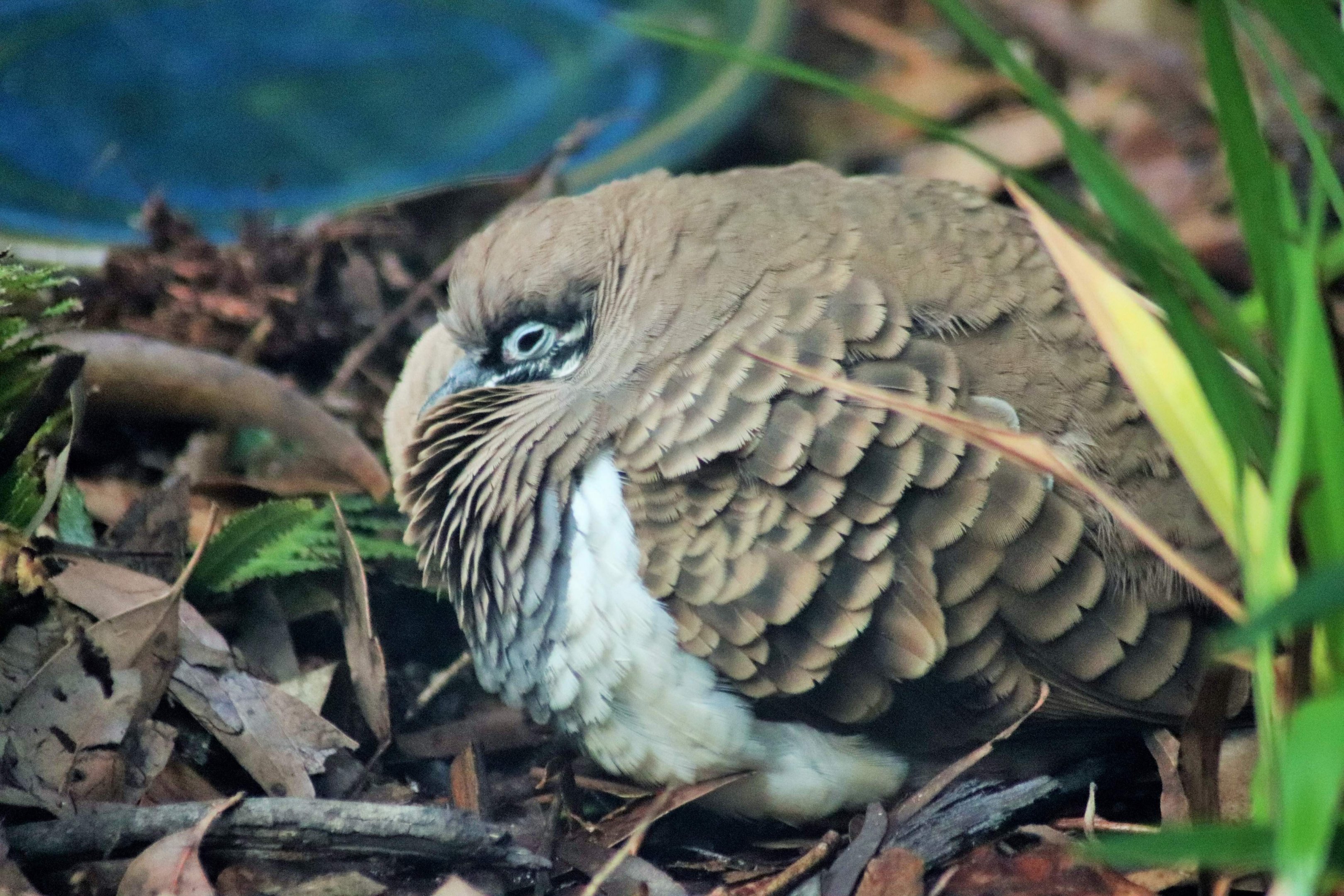 Squatter Pigeon (Geophaps scripta)