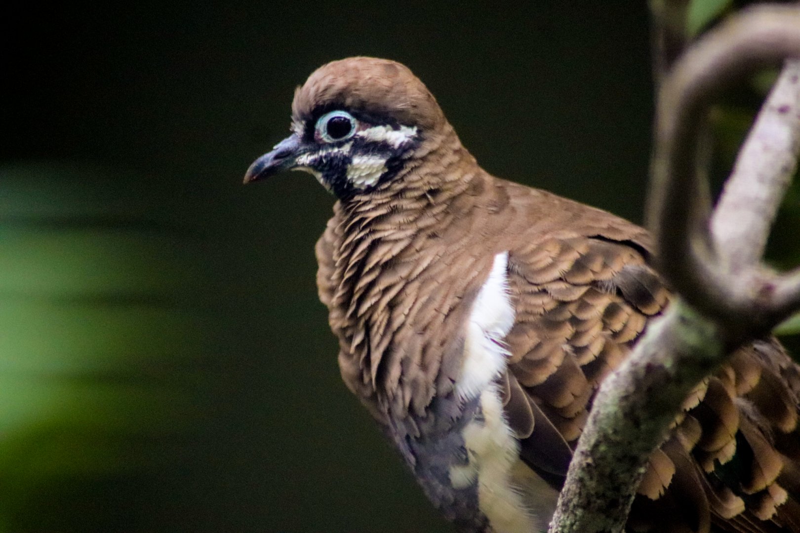 Squatter Pigeon (Geophaps scripta)