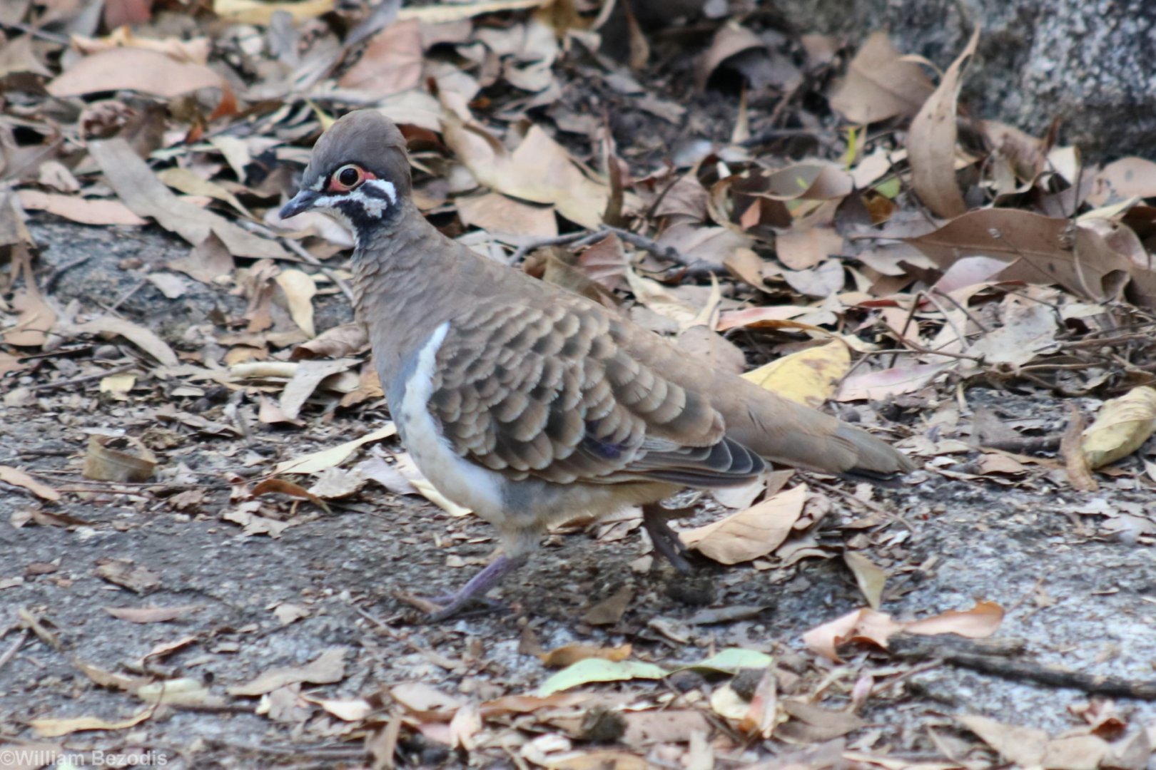 Squatter Pigeon - Granite Gorge