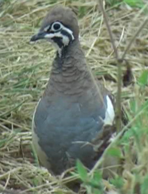 Squatter pigeon