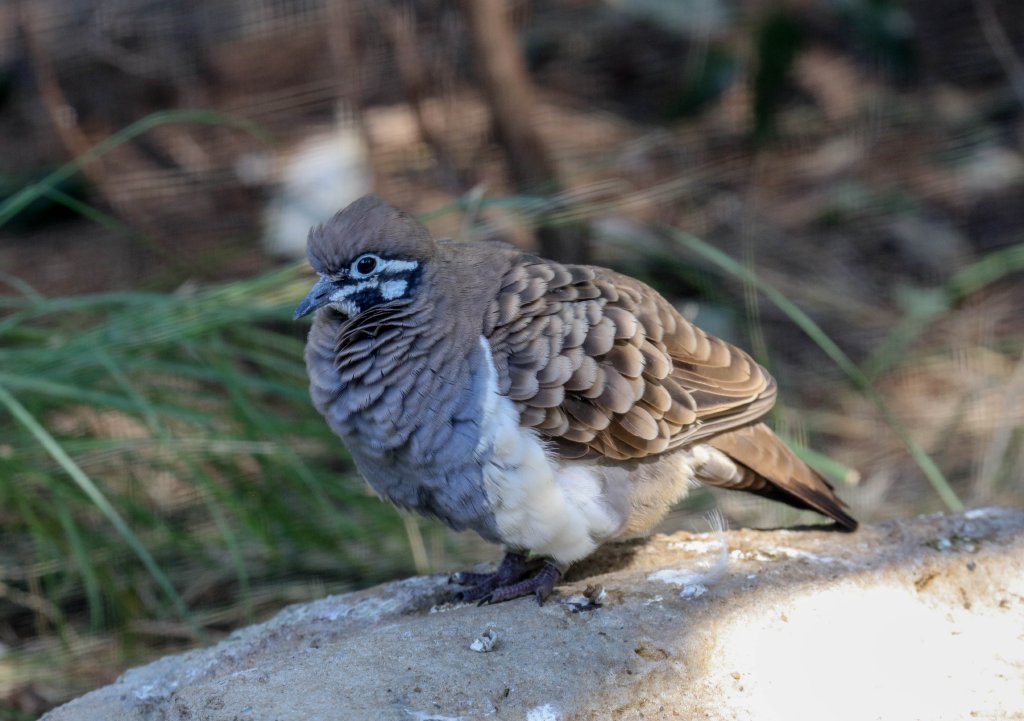 Squatter Pigeon