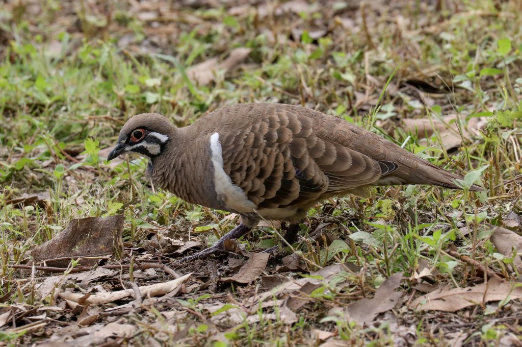Squatter Pigeon