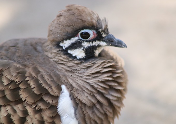 Squatter Pigeon