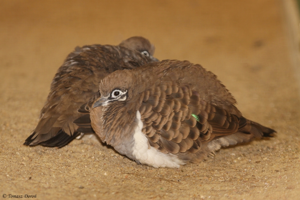 Squatter Pigeons (Geophaps scripta) June 2012