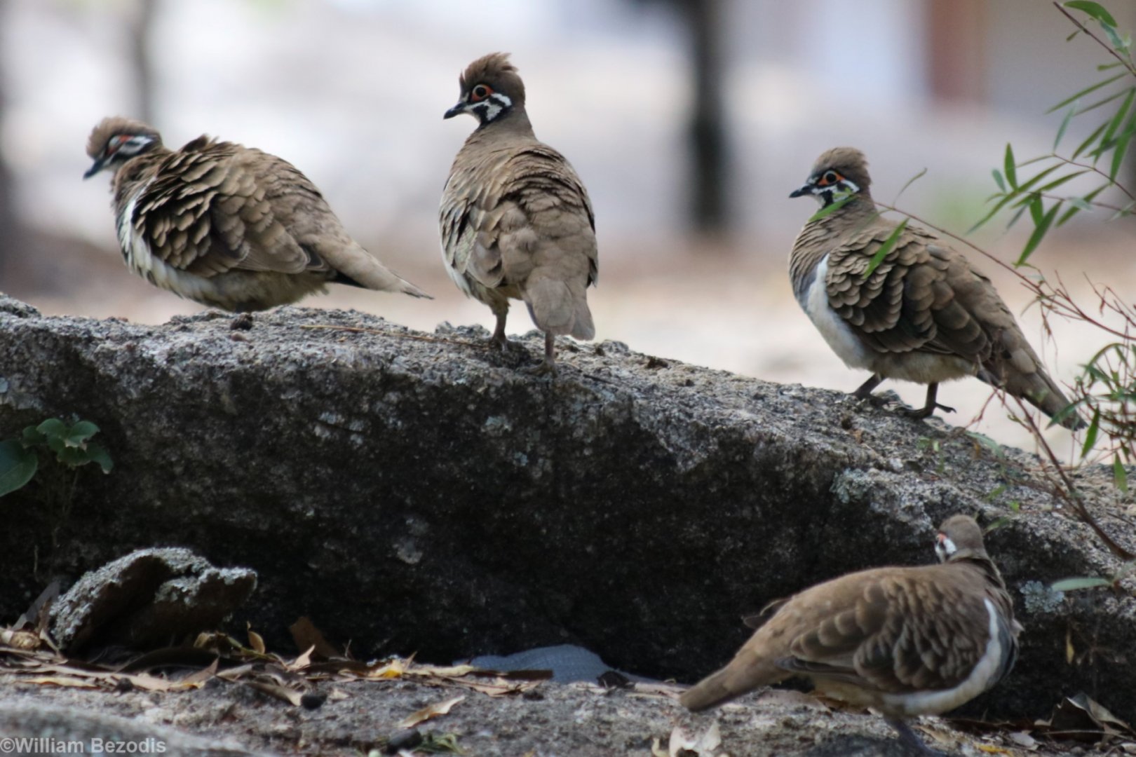 Squatter Pigeons - Granite Gorge