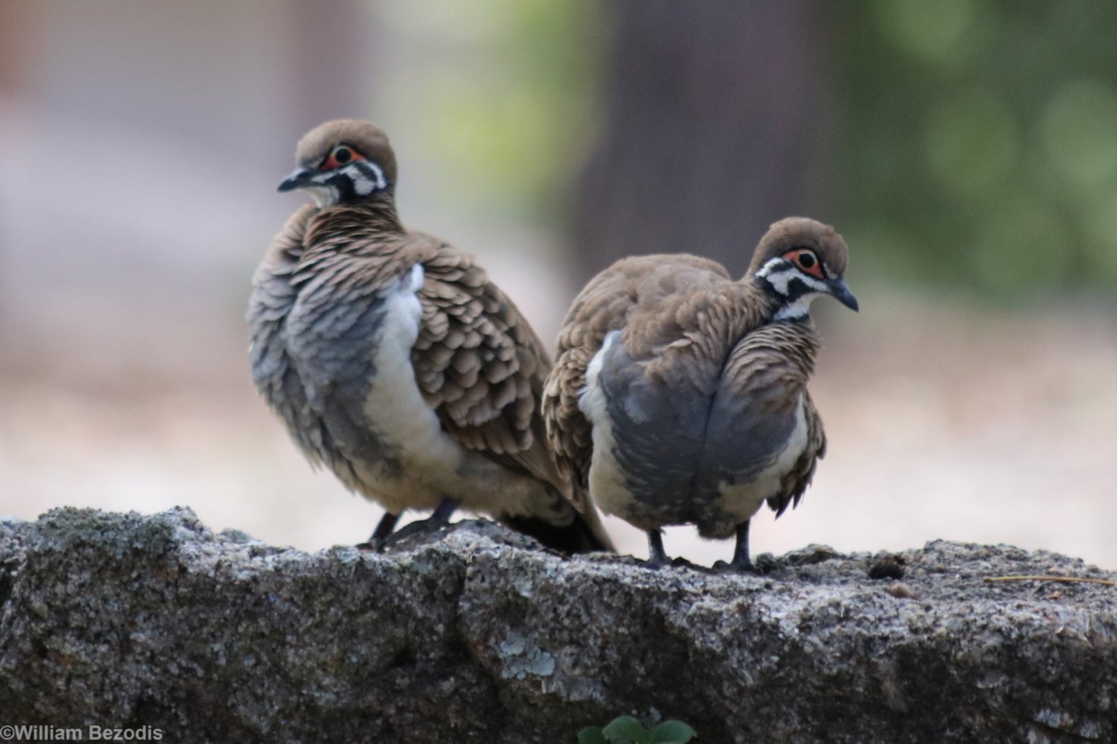 Squatter Pigeons - Granite Gorge
