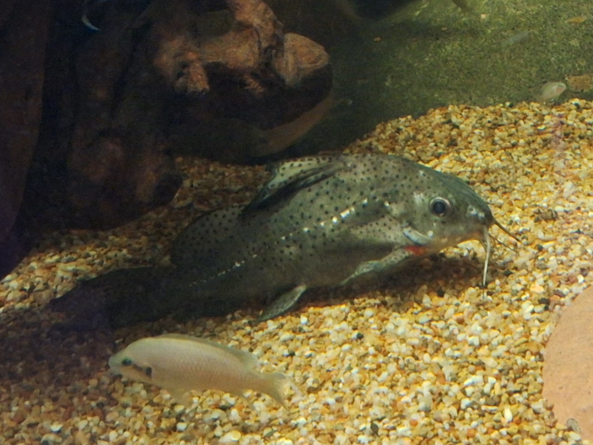 Squeaker catfish (Synodontis sp.) ID