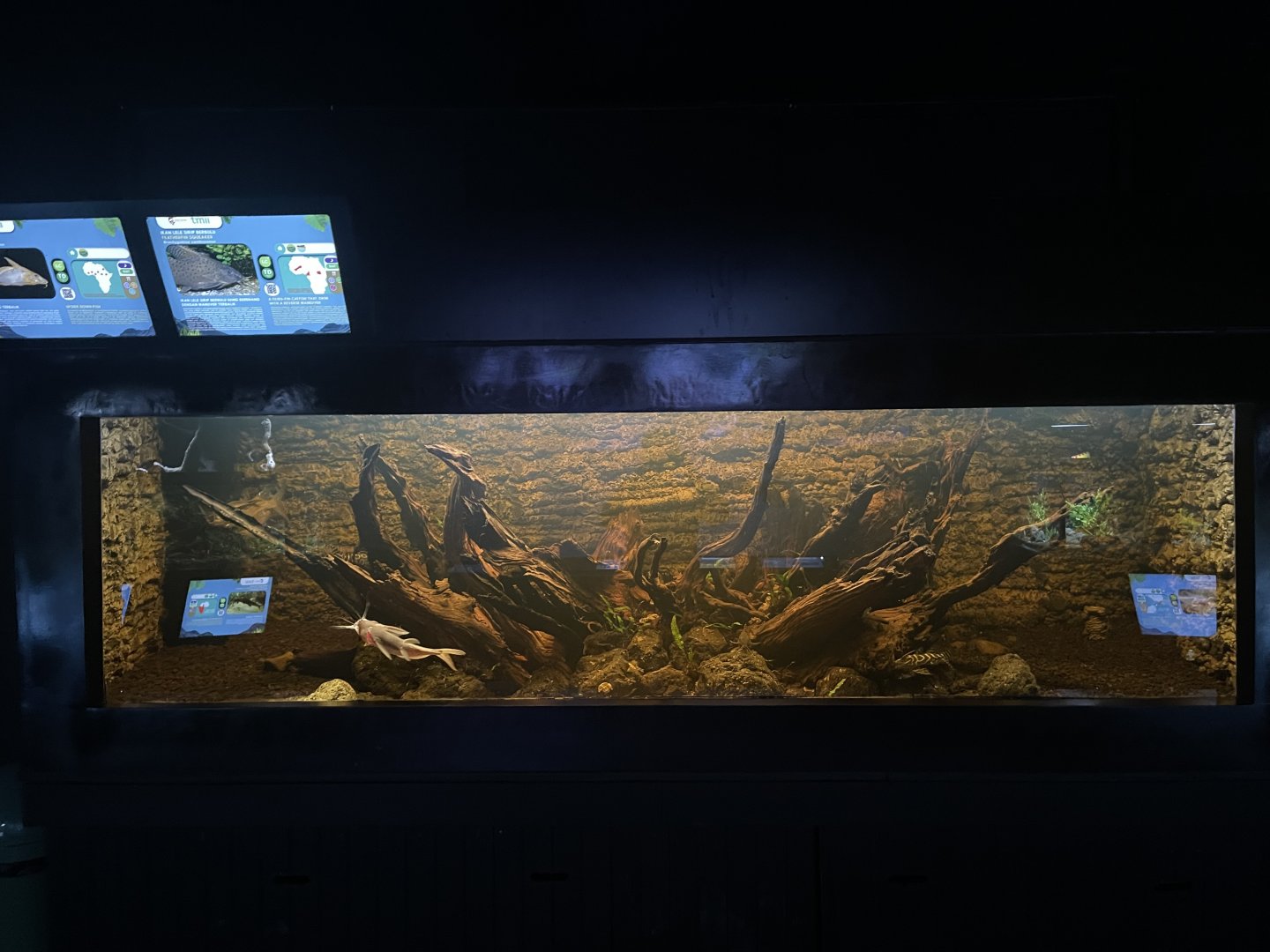 squeaker tank - dunia air tawar