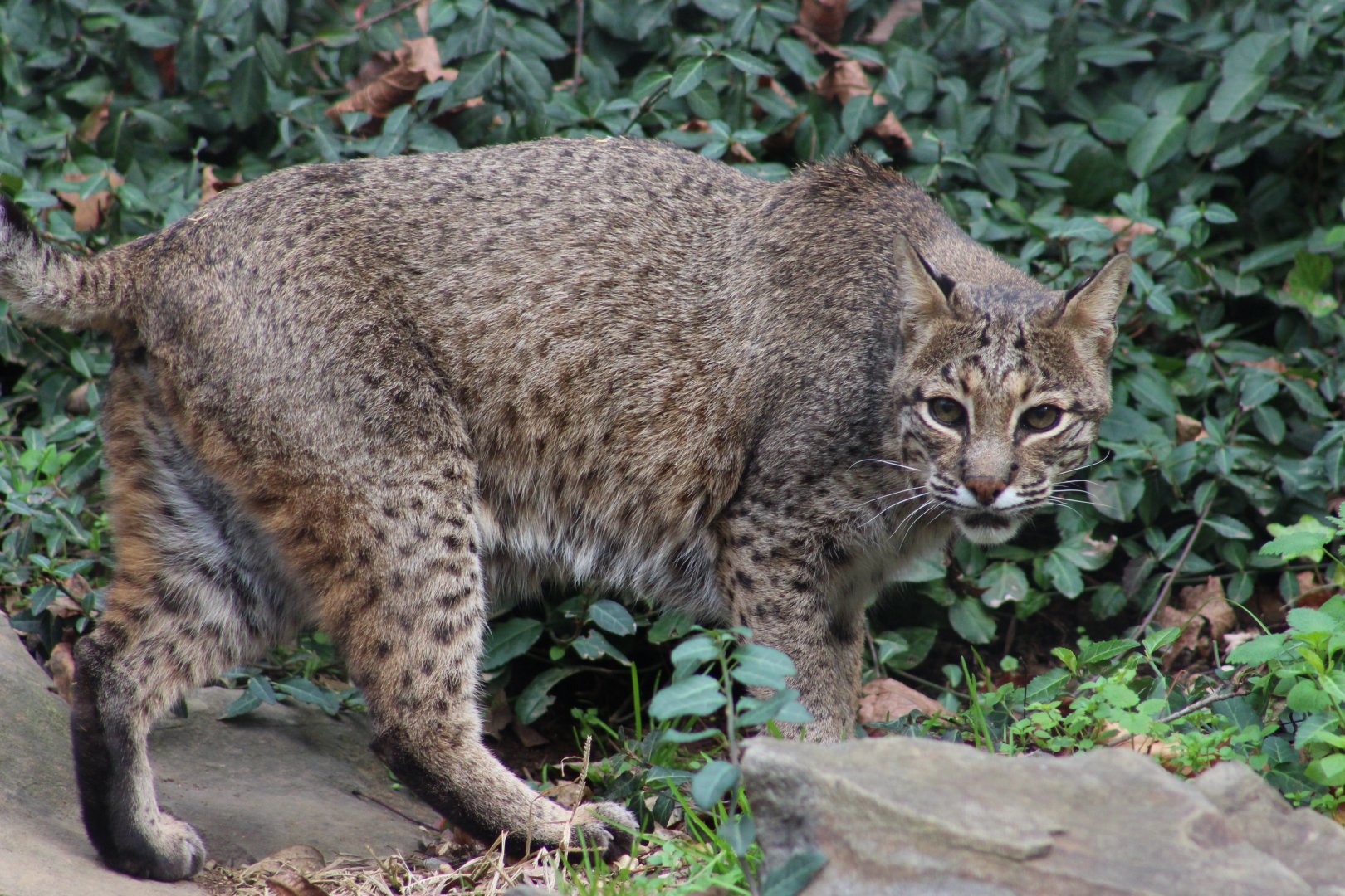 Squeakers the Bobcat